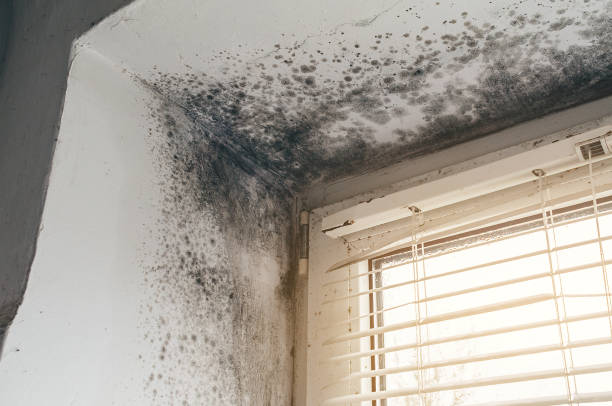 Trusted Black Mold Removal service in Boston, GA - Cheap Mold Removal